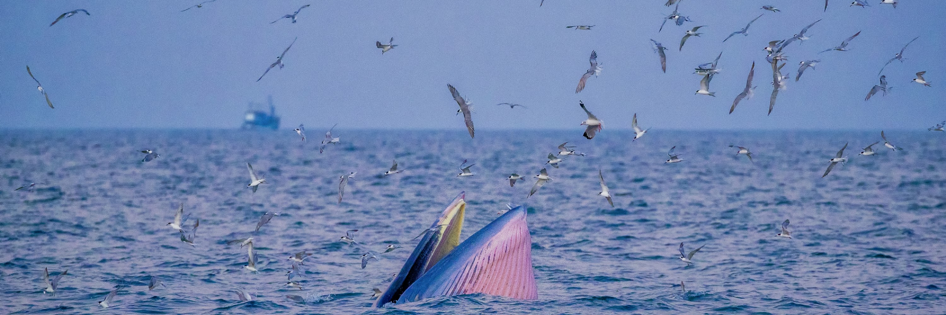 เทศกาลชมวาฬ ทานปู @ หาดเจ้าสำราญ
