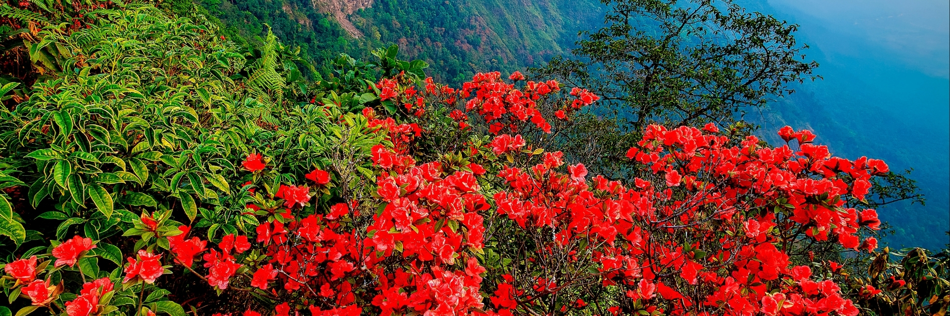 "Phu Luang" Garden of Paradise in the Northeastern of Thailand