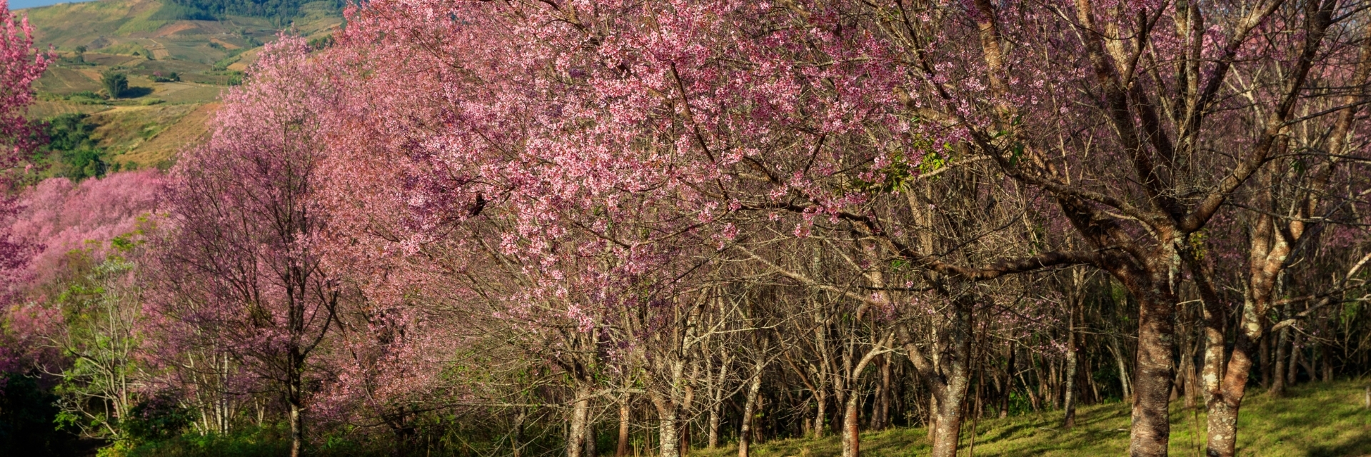 Flower-spotting destinations in Thailand