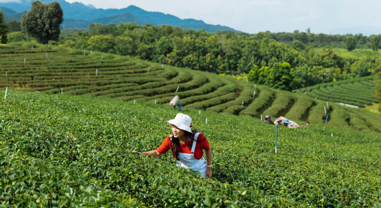 Chiang Rai – 5-Day Private Iconic Temples, Golden Triangle & Tea Plantation Escape - photo 2