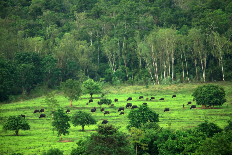 Sunbathing and Forest Bathing: Family Fun in "Prachuap Khiri Khan - Chumphon"