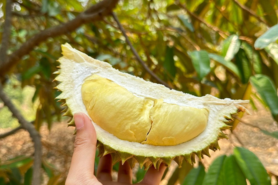 จันทบุรี-ระยอง ลัดเลาะเส้นทางผลไม้ & แมกไม้