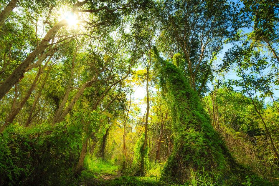 จันทบุรี-ระยอง ลัดเลาะเส้นทางผลไม้ & แมกไม้