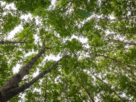 Chanthaburi - Rayong: Soak yourself in tropical fruits heaven and lush greenery
