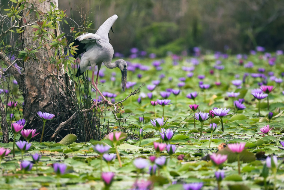 Chanthaburi - Rayong: Soak yourself in tropical fruits heaven and lush greenery