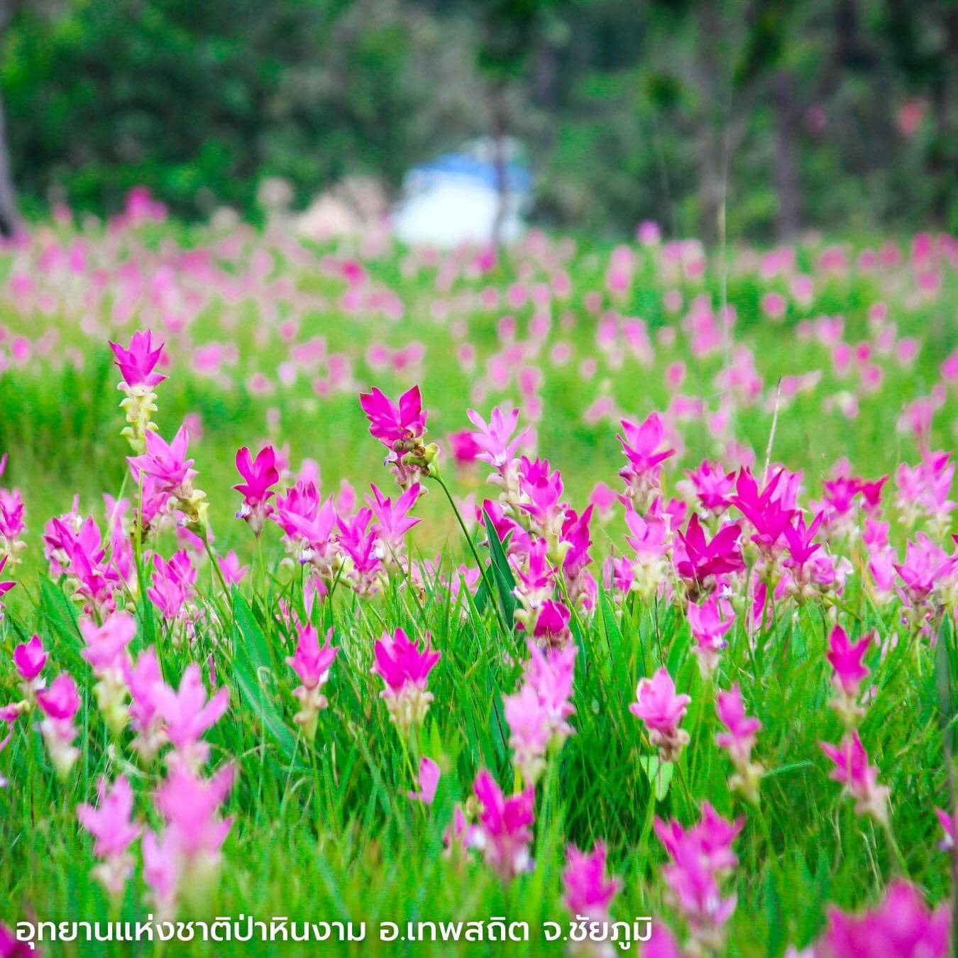 8 พิกัด จุดเช็คอิน อีสานเขียวเที่ยวอีสานหน้าฝน…ดลบันดาลใจ