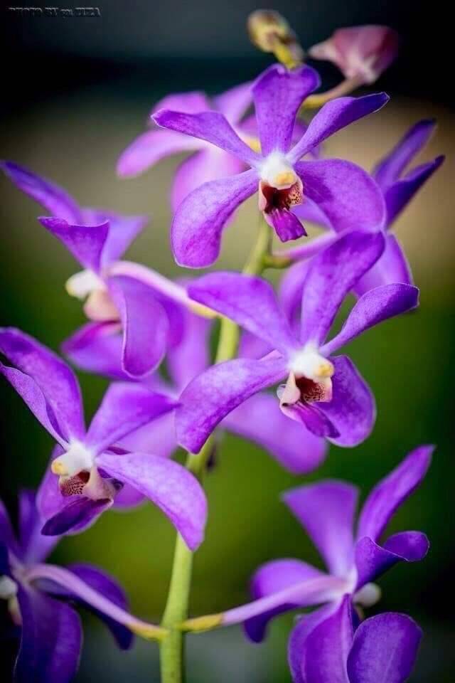 Amazing Orchids in Samutsakhon 2021 มหกรรมกล้วยไม้และของดีสมุทรสาคร