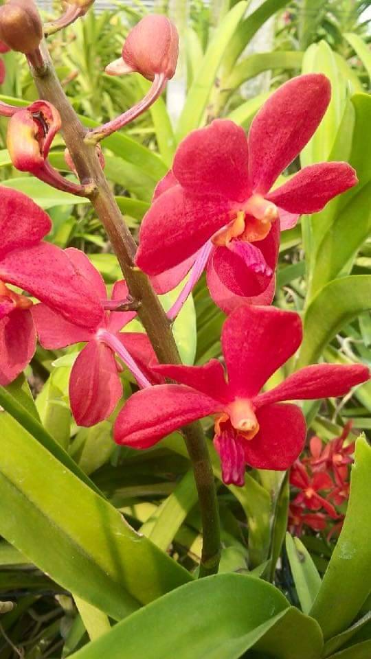 Amazing Orchids in Samutsakhon 2021 มหกรรมกล้วยไม้และของดีสมุทรสาคร