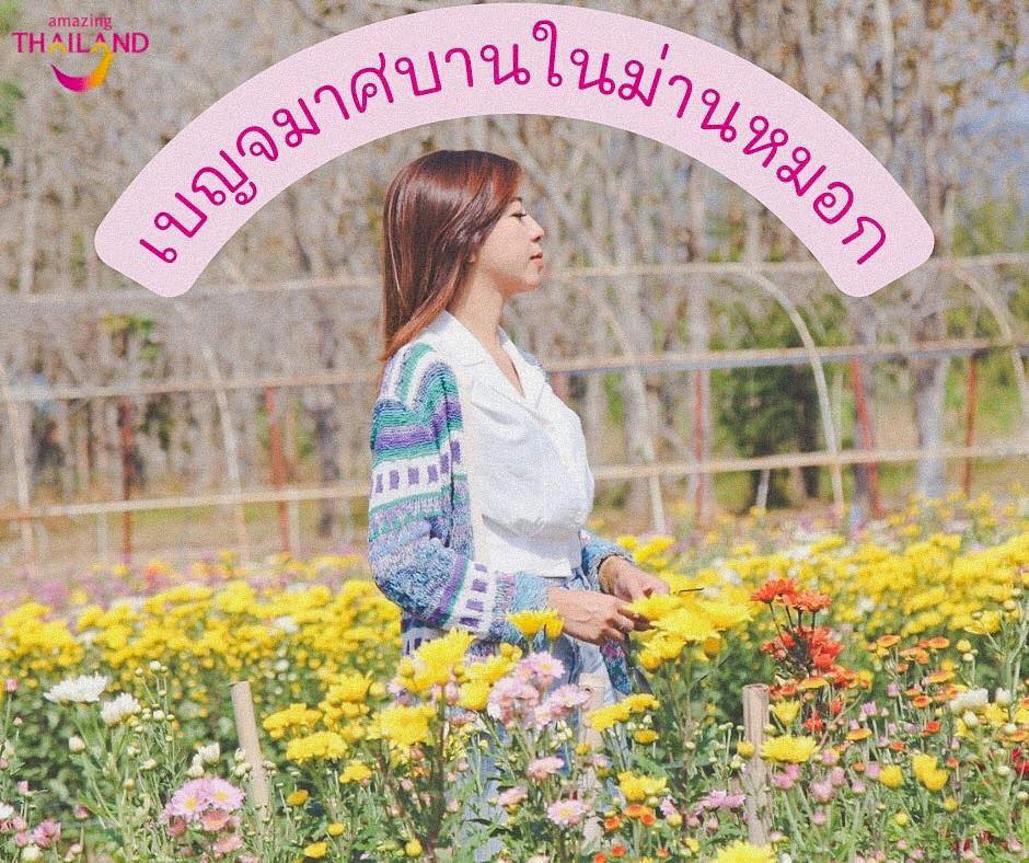 งานเบญจมาศบานในม่านหมอก วังน้ำเขียว