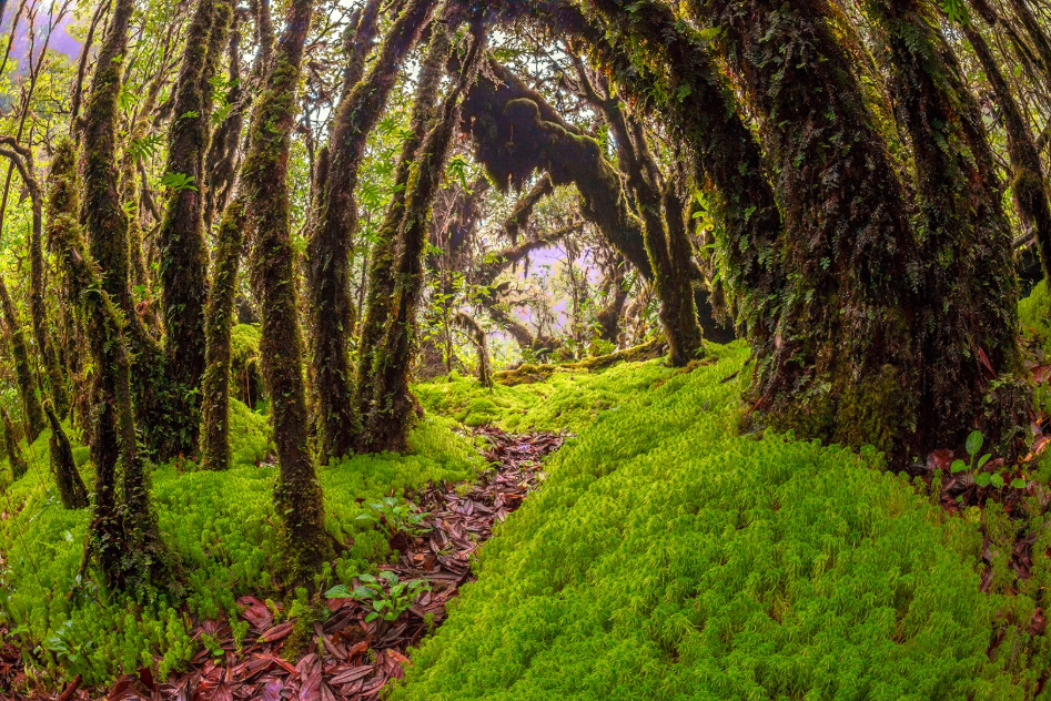 Mountain Savouring the Greens at Doi Inthanon, Chiang Mai