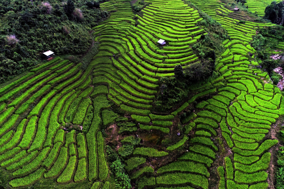 Mountain Savouring the Greens at Doi Inthanon, Chiang Mai