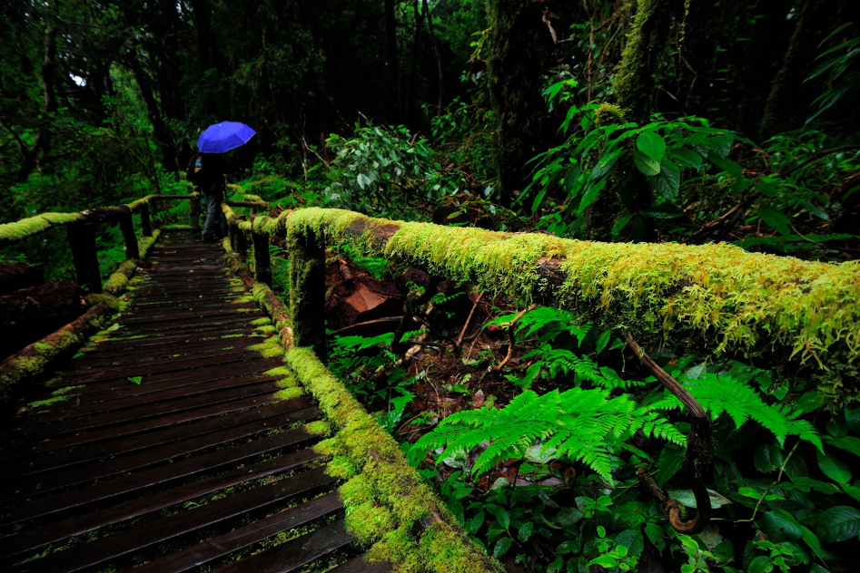 Mountain Savouring the Greens at Doi Inthanon, Chiang Mai