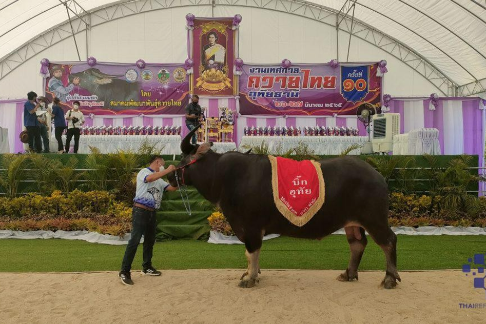 แนะนำงานเทศกาล ประเพณีและกิจกรรมที่น่าสนใจทั่วไทยเดือนมีนาคม 2567