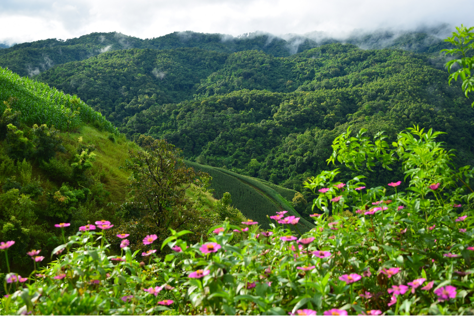 Green Route ... Phrae