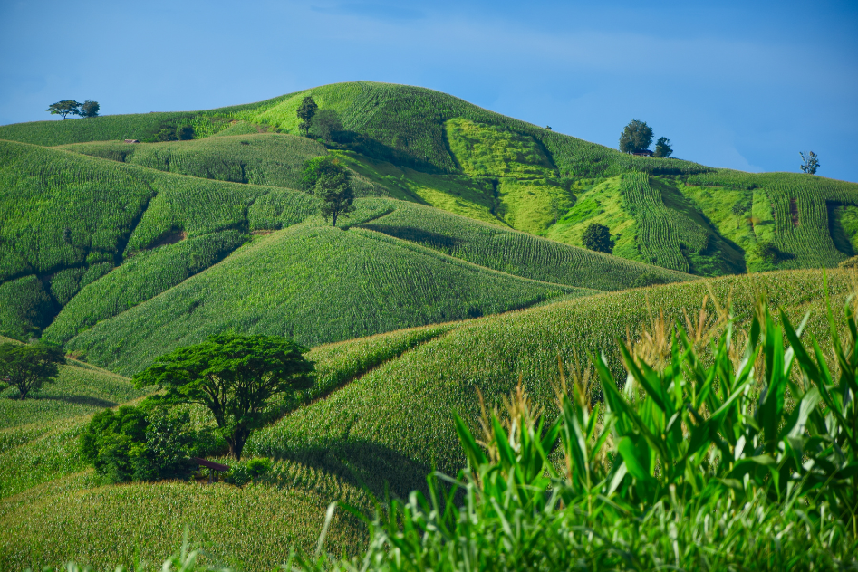 Green Route ... Phrae