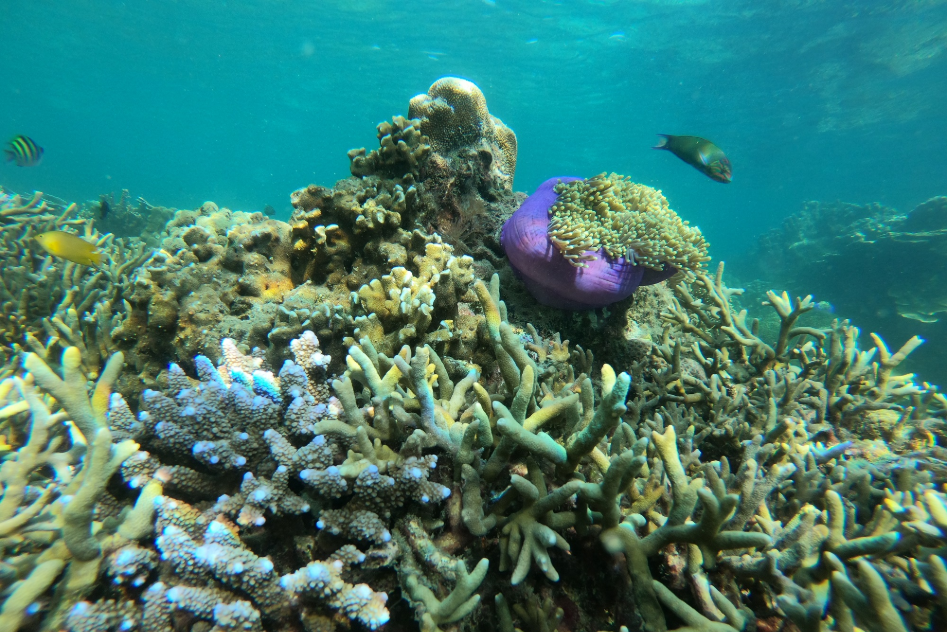 Explore 4 Best Diving Spots in Thailand!