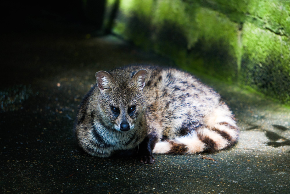 Khao Kho Open Zoo - Phetchabun