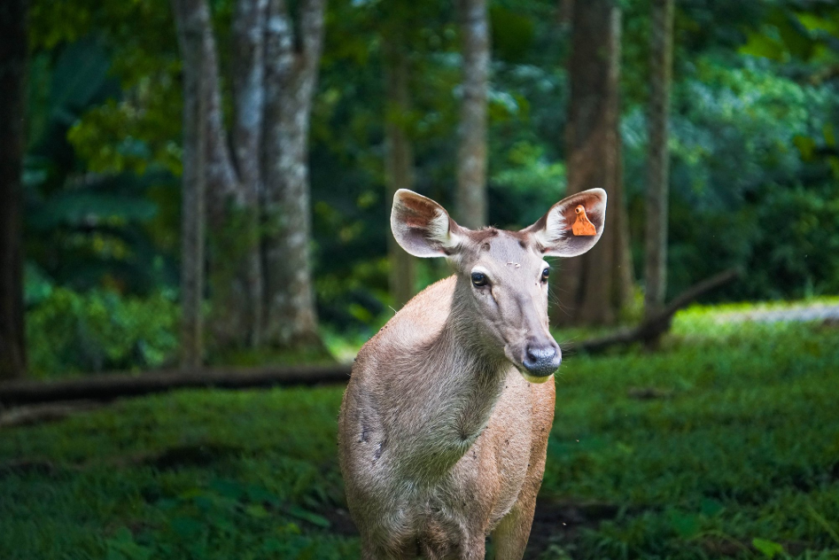 Khao Kho Open Zoo - Phetchabun