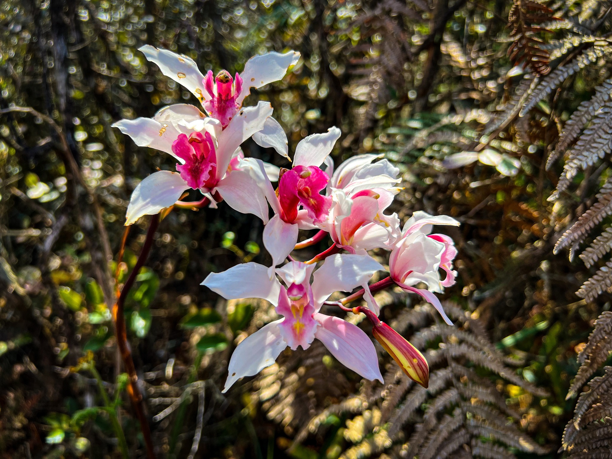 "Phu Luang" Garden of Paradise in the Northeastern of Thailand