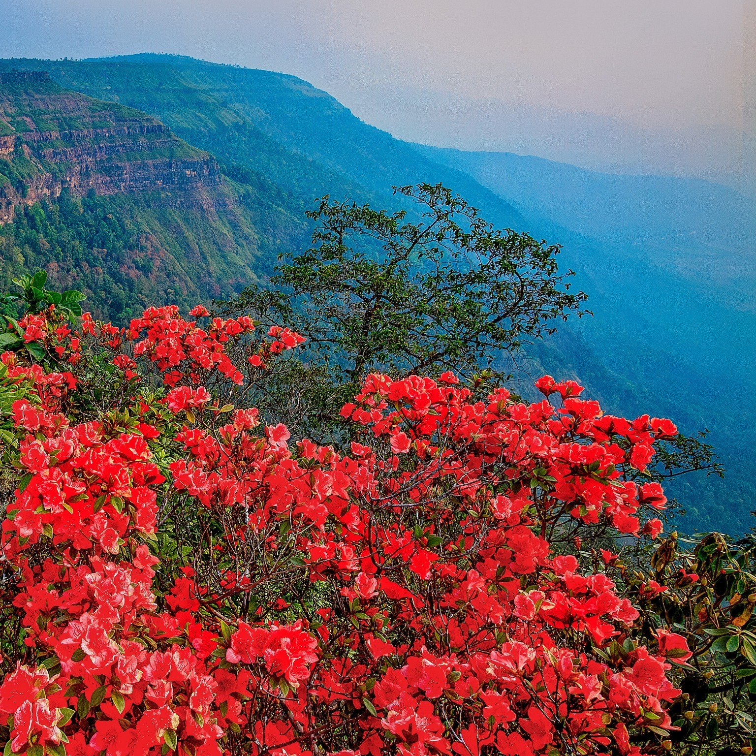 "Phu Luang" Garden of Paradise in the Northeastern of Thailand