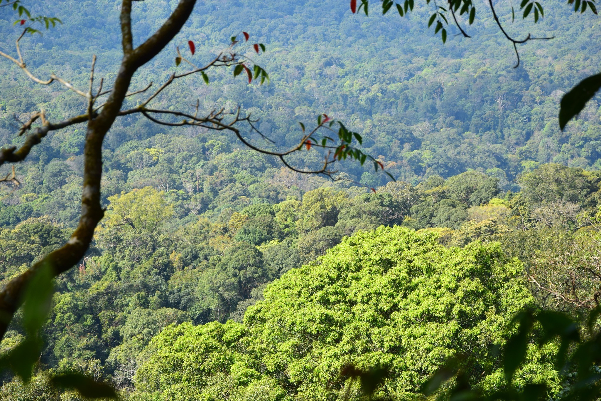 "Phu Luang" Garden of Paradise in the Northeastern of Thailand