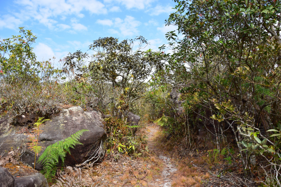 "Phu Luang" Garden of Paradise in the Northeastern of Thailand