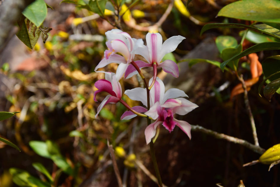 "Phu Luang" Garden of Paradise in the Northeastern of Thailand