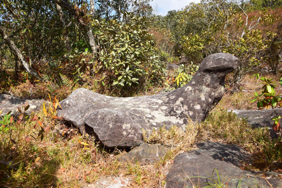 "Phu Luang" Garden of Paradise in the Northeastern of Thailand