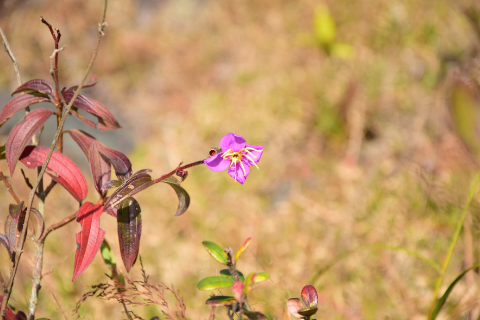 "Phu Luang" Garden of Paradise in the Northeastern of Thailand