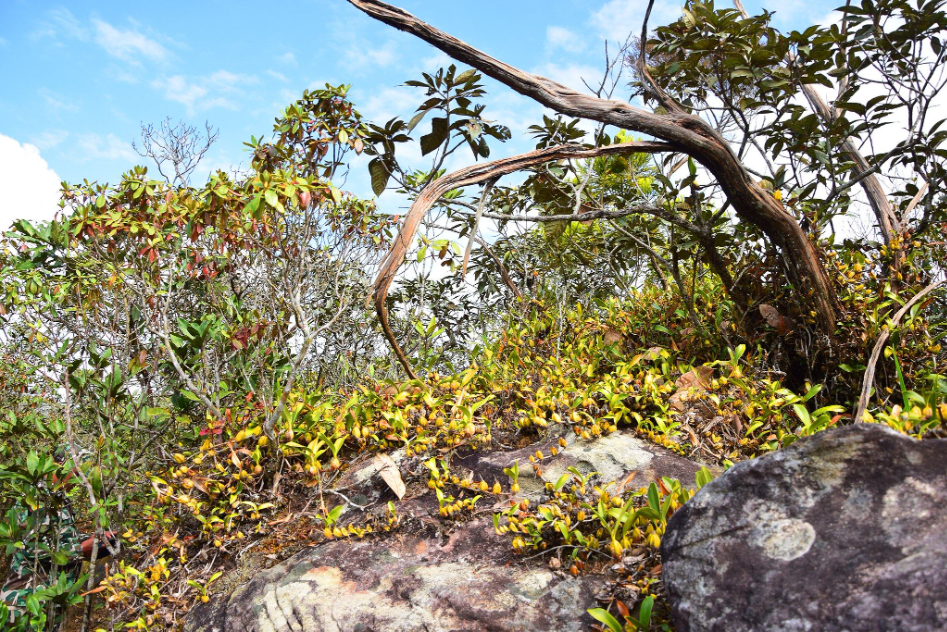 "Phu Luang" Garden of Paradise in the Northeastern of Thailand