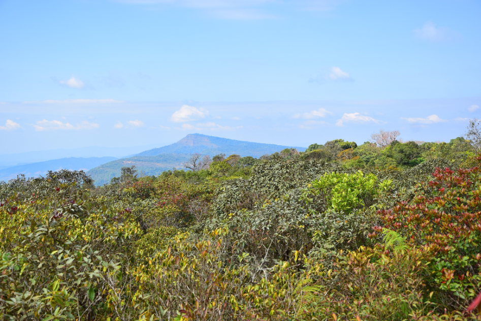 "Phu Luang" Garden of Paradise in the Northeastern of Thailand