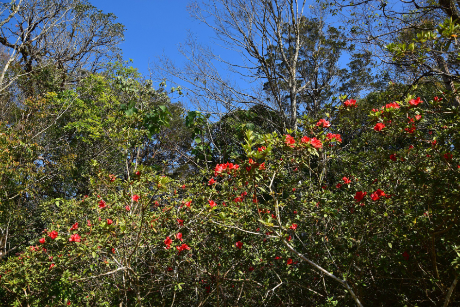 "Phu Luang" Garden of Paradise in the Northeastern of Thailand