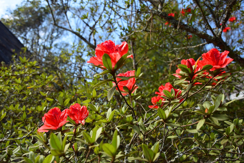 "Phu Luang" Garden of Paradise in the Northeastern of Thailand