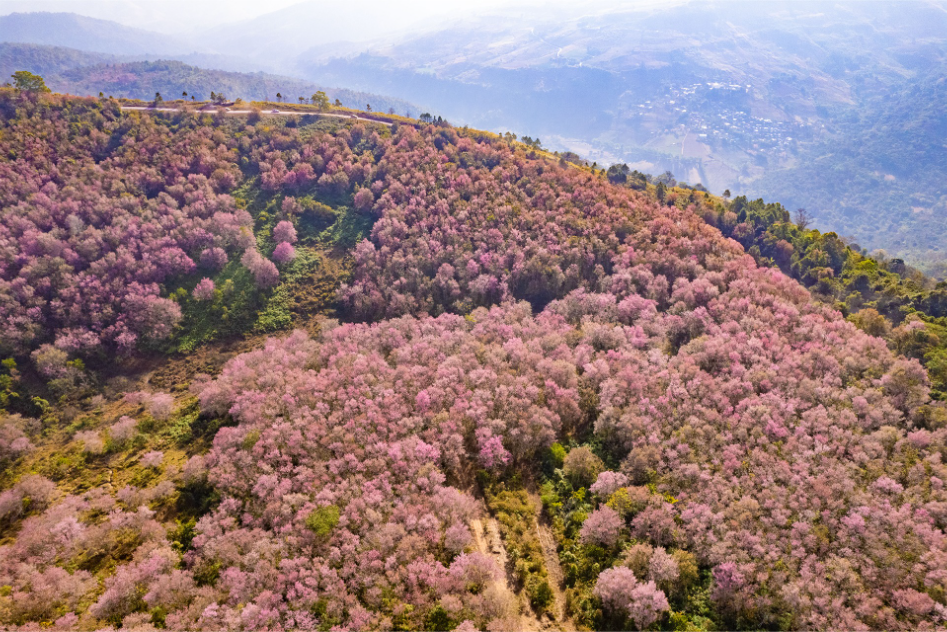 Pink Start to the Year…Phu Lom Lo