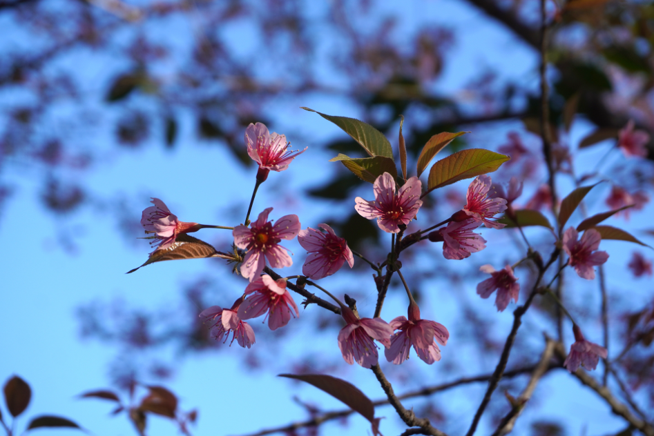 Pink Start to the Year…Phu Lom Lo