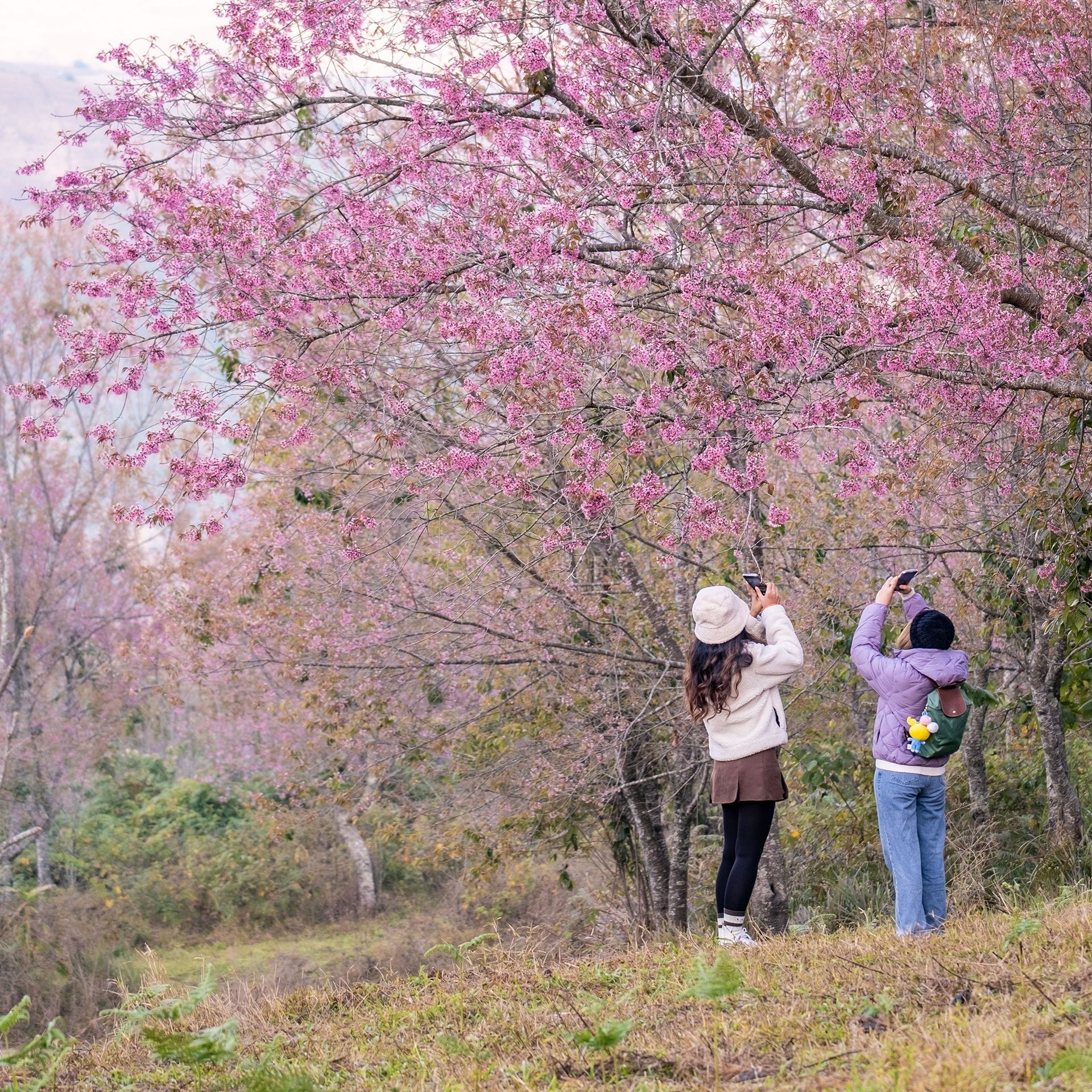 Pink Start to the Year…Phu Lom Lo