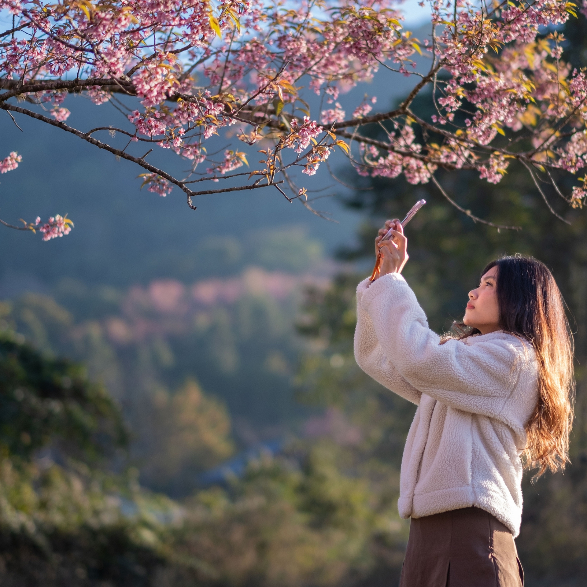 Pink Start to the Year…Phu Lom Lo